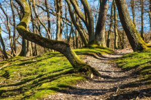 Effect aardestrallen op bomen